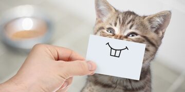 These are the costs that you can expect if you adopt a furry friend