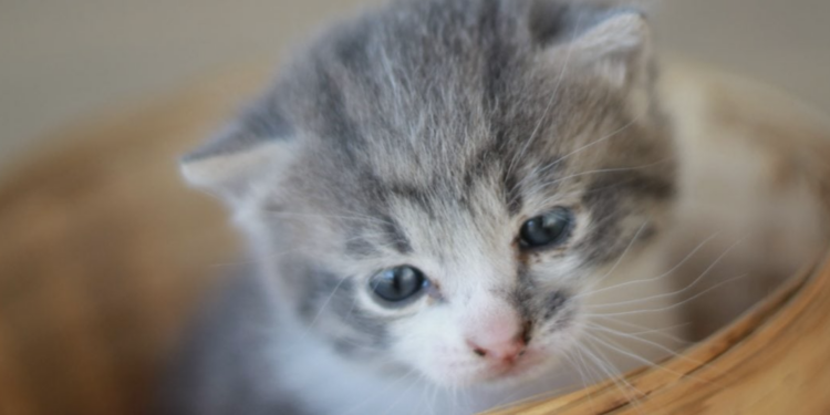 What to know about raising your first cat