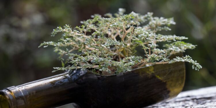 DIY wine bottle crafts