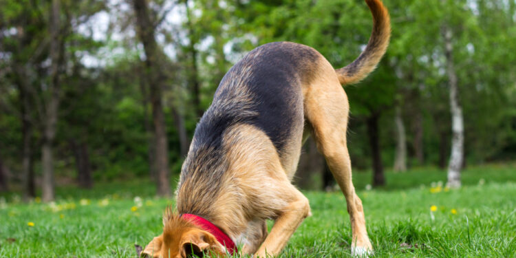 Reasons behind dogs burying things