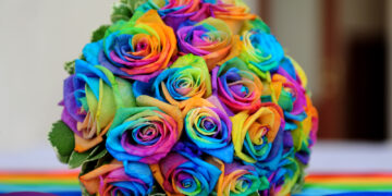 Making rainbow roses at home