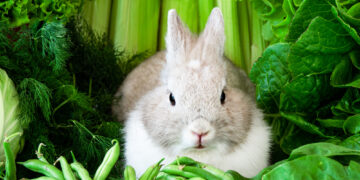 Is it Necessary for Rabbits to Have Dietary Enrichment