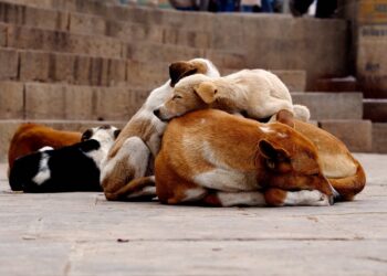 Does Your Dog Get Too Much Sleep?