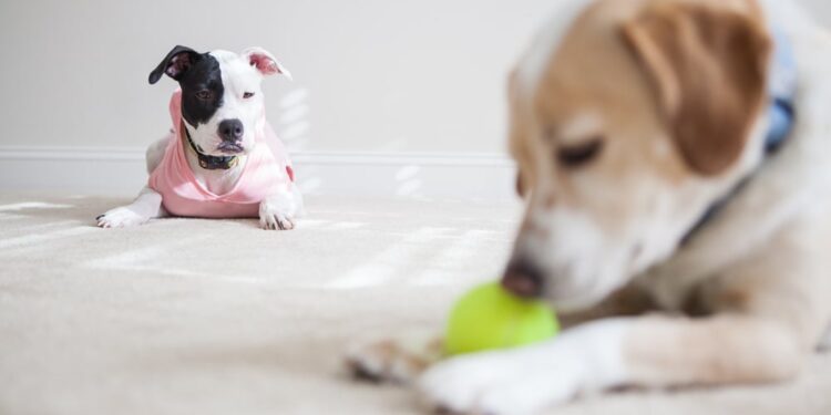 Is dog jealousy real?