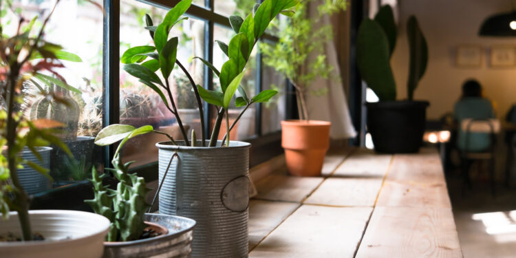 One easy tip that will make your indoor plants thrive