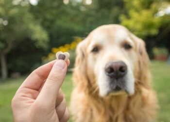 Providing treats is the best dog-training method