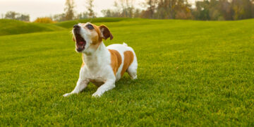 7 top tips to control dog barking noise
