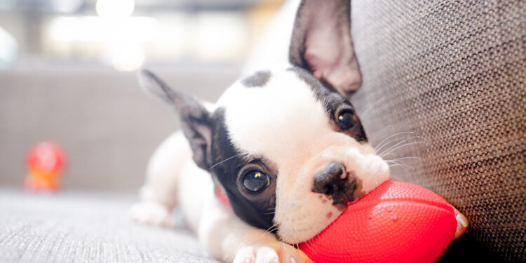 Seven tips to make your new dog’s first day home a good one