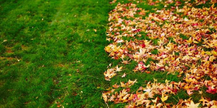 Raking up and disposing of fallen leaves may not be necessary