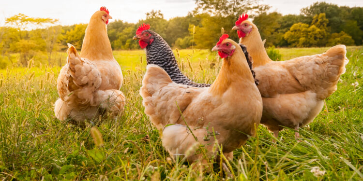 Raising chickens as pets: what you need to know
